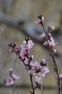 Almond_Blossoms